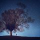 stars_tree-1600_large_2x